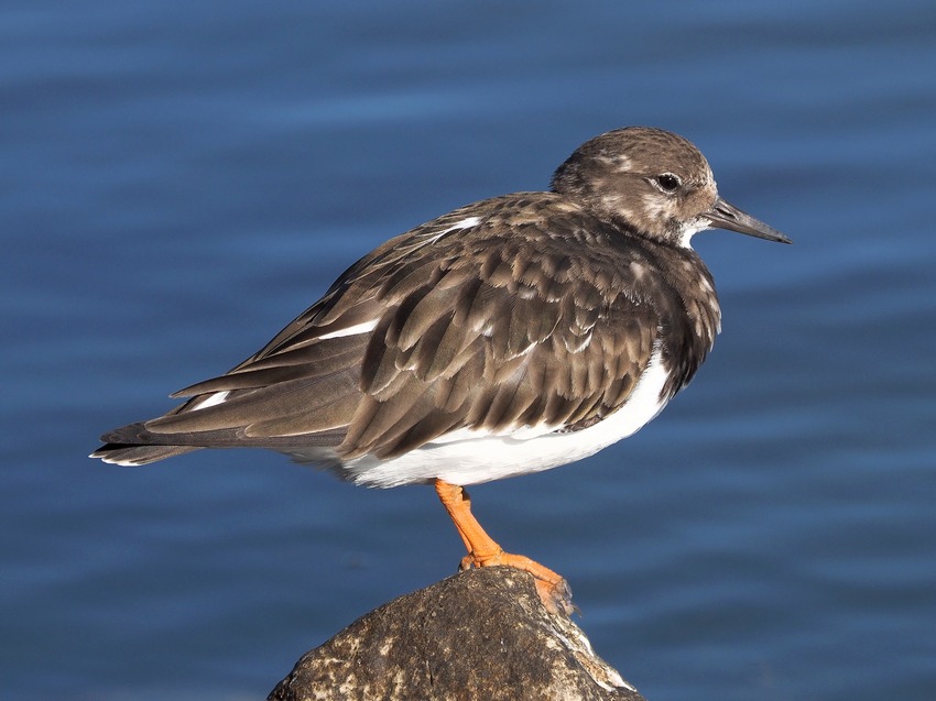 Voltapietre (Arenaria interpres)